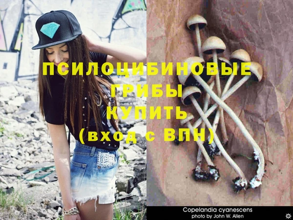 apvp Алзамай